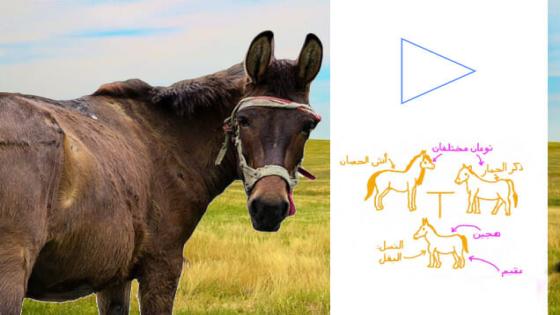 المنبوذ..البغل يهدر على فعايلو : القصاير والكسايد وانا بوحدي فوق القانون ولي خلفني نسميه “مبتز”