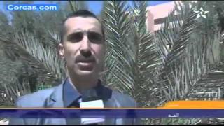 فيديو…فكيك:تقنيات حديثة لتثمين النخيل وتنمية محصوله من التمور