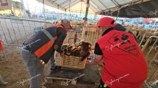 دويدو يكسر اثمنة عيد الأضحى ب78 درهم لكل الأنواع بأسواق السلام ومرجان وجدة وبركان