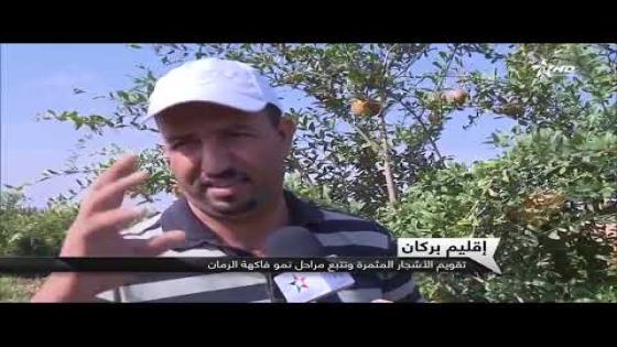 روبرتاج..الشويحية:رغم ندرة المياه…”الرمان” يسجل ارتفاع في الانتاج