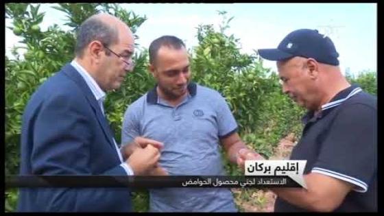 روبرتاج..بركان:الحوامض في أحسن الظروف والفلاحون يراهنون على أثمنة مشجعة