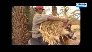 أدوار الحمار في المغرب