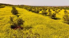 انتعاش الغطاء النباتي بإقليم بركان بفضل التساقطات المطرية الأخيرة