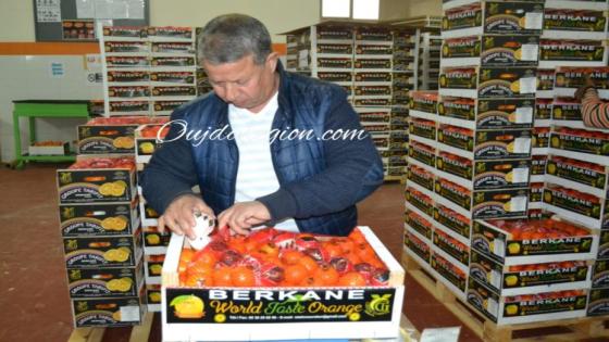 رغم الجفاف..مجهودات مصدرو كلمنتين بركان لجعله الاجود عالميا