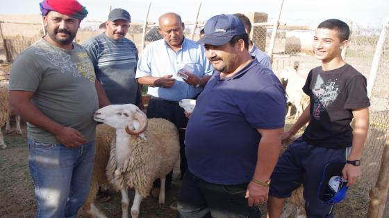 الجهة الشرقية:رأي المواطن والكساب في أثمنة أضحية العيد