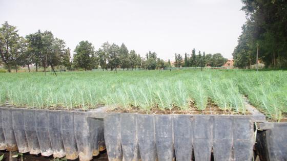 مشتل الحمري بوجدة محطة نموذجية لإنتاج الشتائل الغابوية