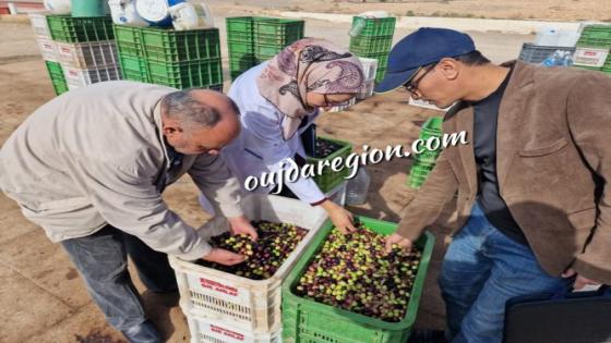 تاوريرت..مجموعة احلاف تقاوم لبقاء جودة زيت الزيتون بتنويه من لونسا