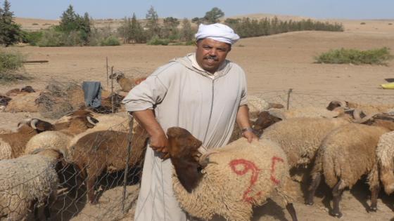 فيديو…وجدة:اقبال كبير على أغنام بني كيل المشهورة