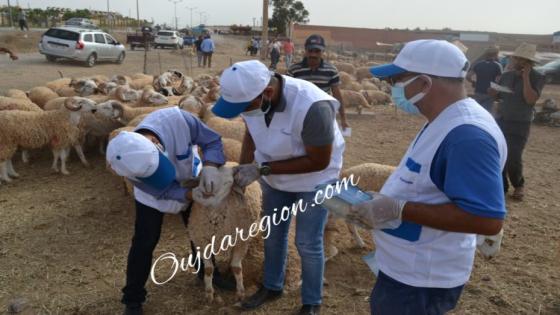 شاهد بوجدة..السلامة الصحية في قلب الاسواق يوميا لضمان جودة الاضاحي