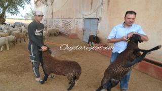 خروف العيد بوجدة انطلاقا من 1750 درهم