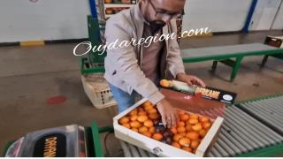 كلمنتين بركان يواصل الريادة رغم الجفاف ويغزو الاسواق العالمية