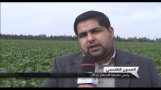 الحسين قاسمي والموسم الفلاحي ببركان بعد امطار الخير