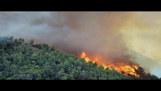 عاجل…اندلاع حريق بغابة عين المو