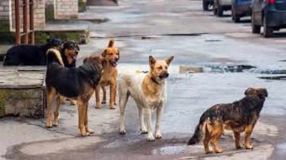 رسالة كلاب وجدة لمن يشن حملة ضدهم