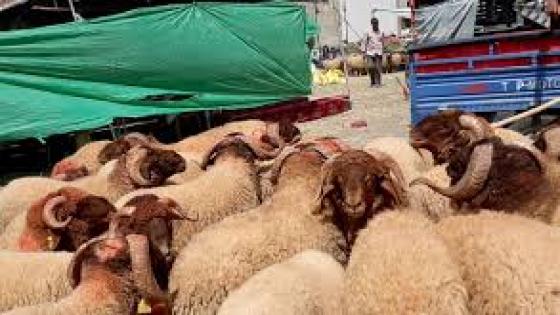 جهة الشرق..برئاسة الداخلية انطلاق عملية إحصاء قطيع الأغنام والماعز تمر في ظروف جيدة