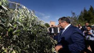 المعرض الجهوي للزيتون بكرسيف يتبنى دور التكوين المهني في تطوير الزيتون