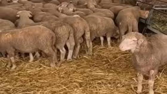 دويدو يعلن تخفيضات في خروف العيد باسواق السلام وجدة