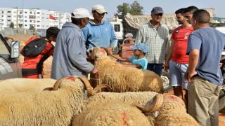 وجدة..الخروف نقص 500 درهم