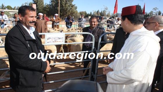 شاهدوا..فرحة ذوي الحقوق بجرادة خلال توزيع المئات من رؤوس الأغنام لتأهيلهم