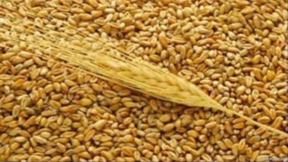 المغرب أنتج أزيد من 100 مليون قنطارا من الحبوب خلال الموسم الفلاحي الحالي