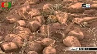 زراعة الشمندر السكري تُحقق محصولا قياسيا