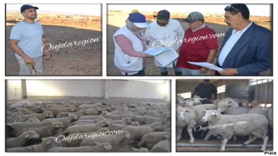 شاهدوا بوجدة..شركة الكولالي تستورد دفعة جديدة من الخروف الاسباني