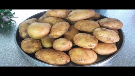 مغرب الخيرات..البطاطا بوجدة اليوم وصلت نصف درهم للكيلوغرام