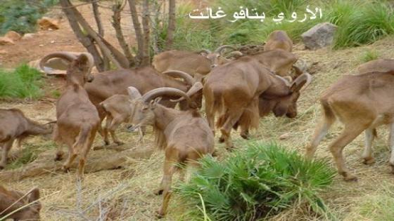 جماعة تافوغالت:موقع بيولوجي وإيكولوجي بامتياز